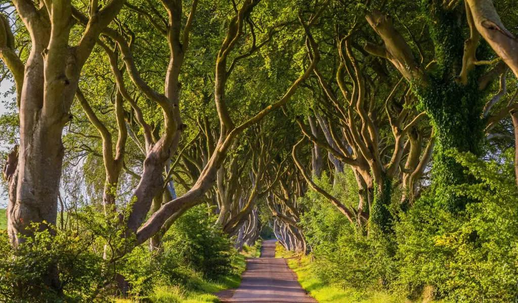 Dark Hedges, Nordirland