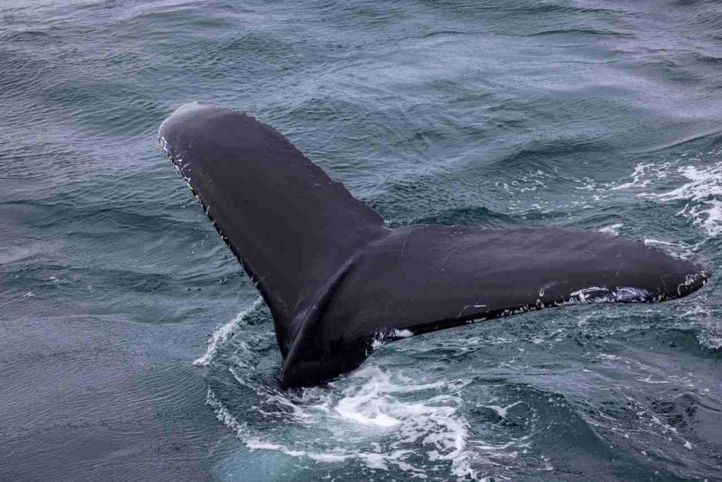 Wal vor isländischer Küste