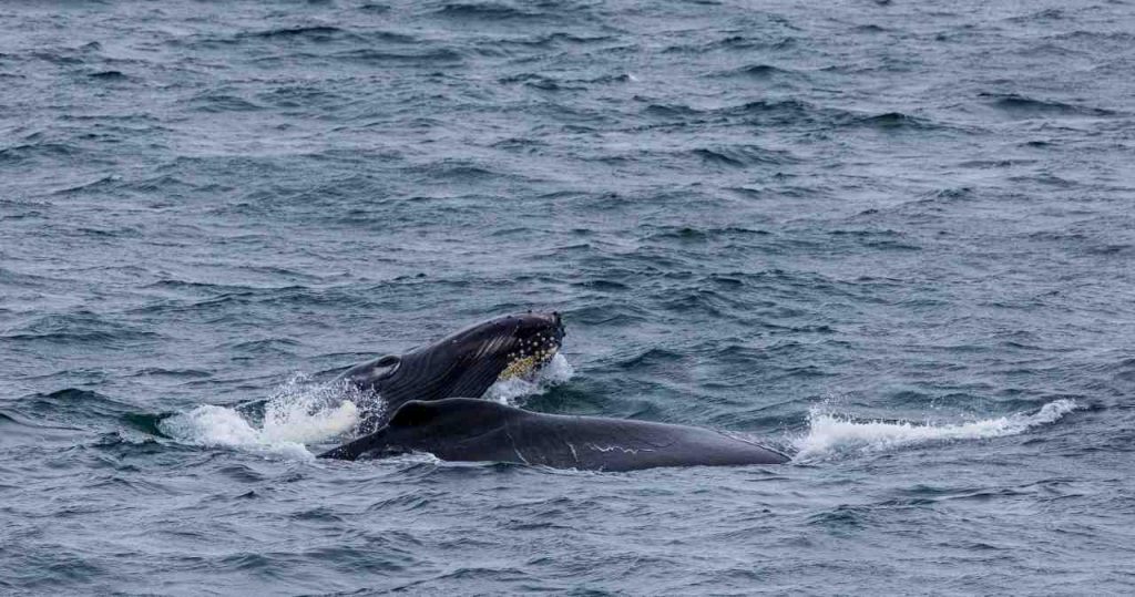 Wale vor Isländischer Küste